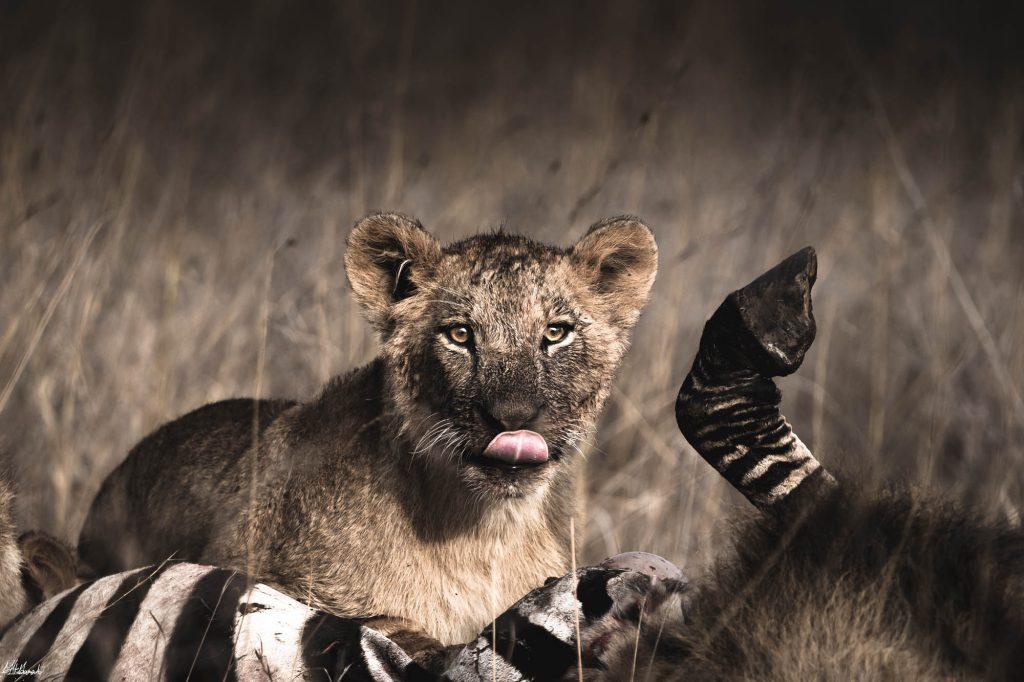 Arusha to Serengeti Flight Time