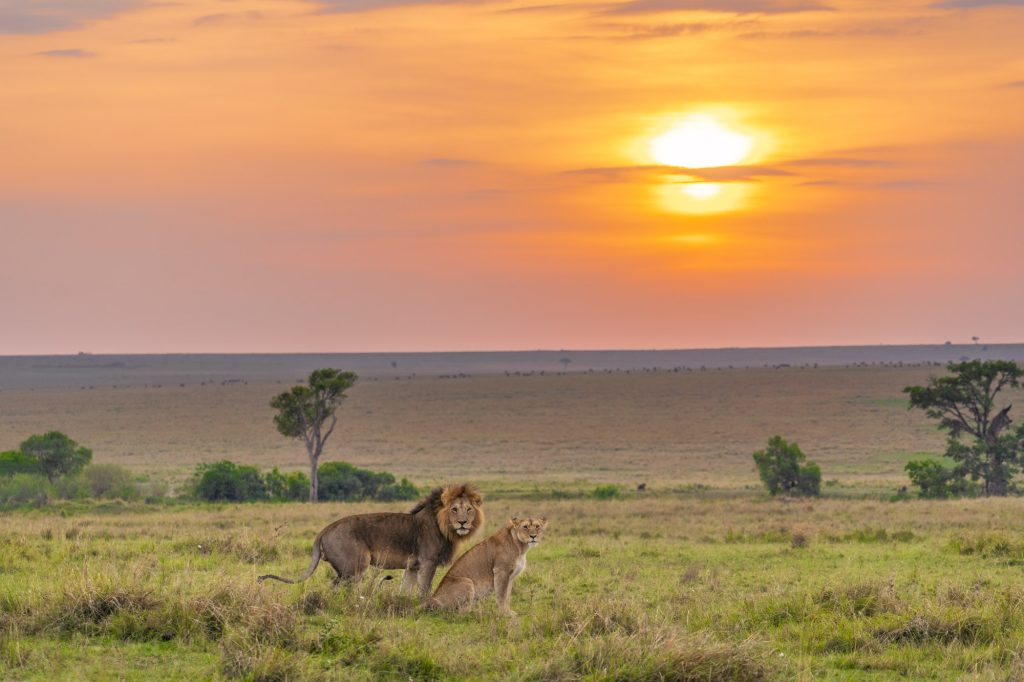 safari photo
