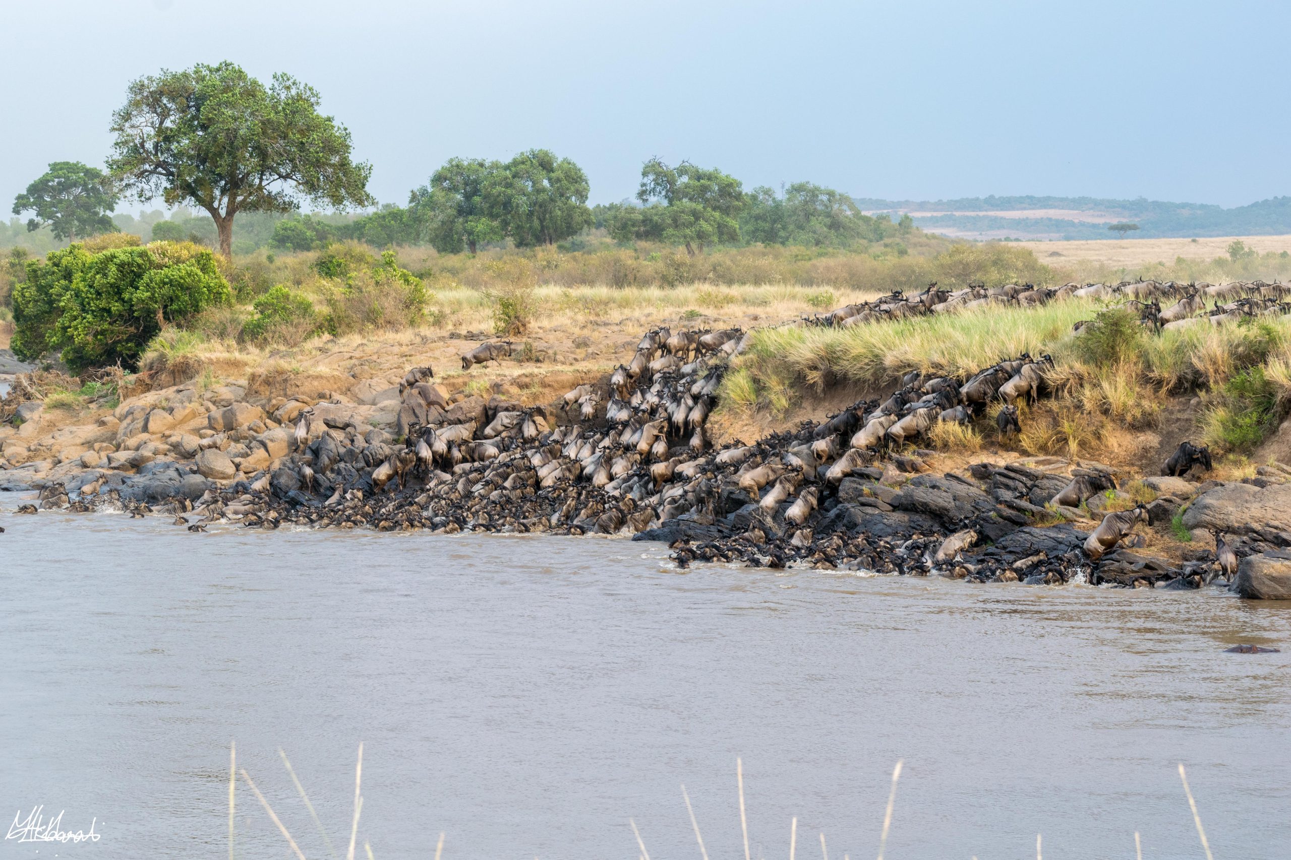 Mara River Crossing