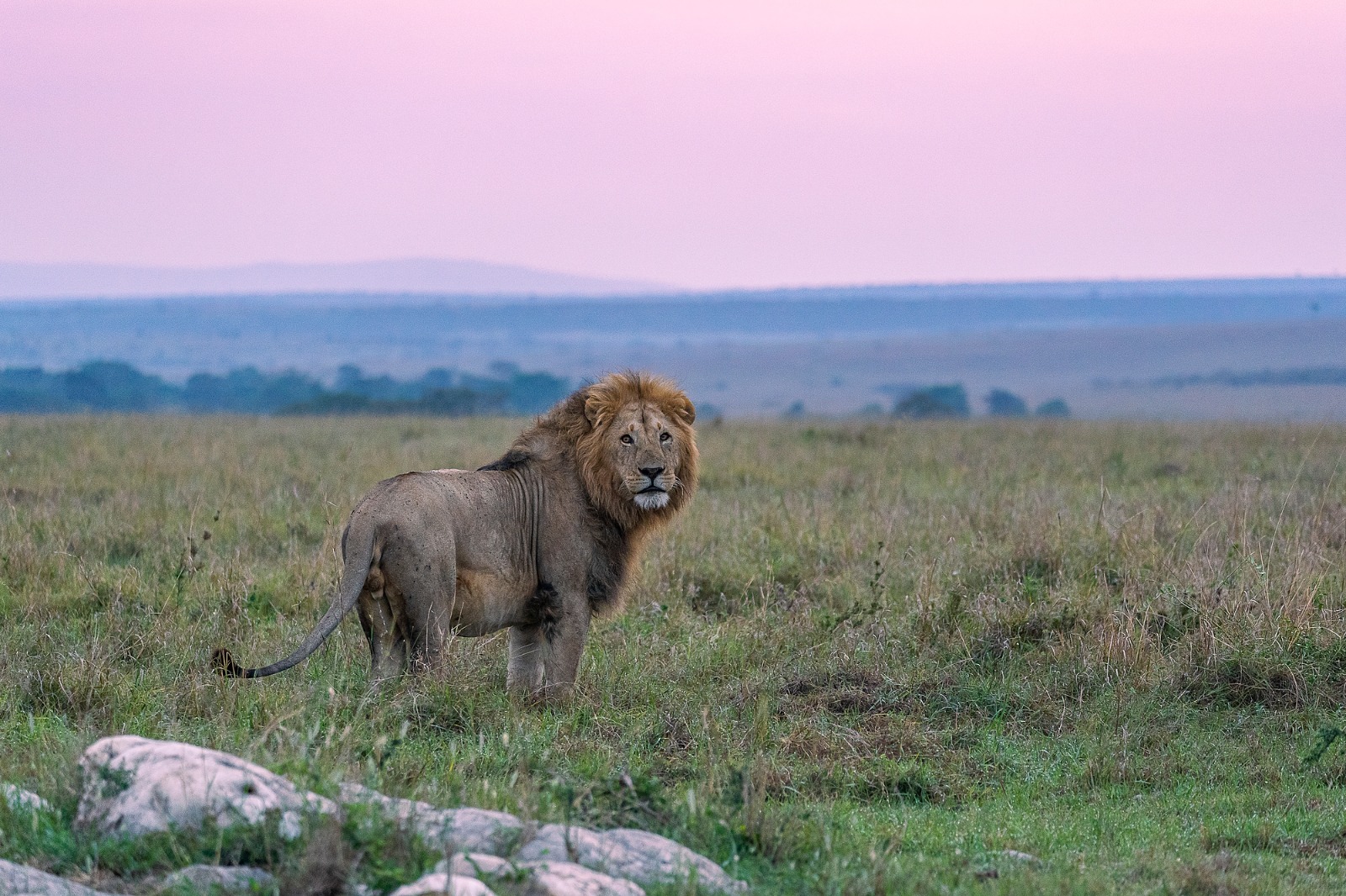 Tanzania vs Kenya safaris