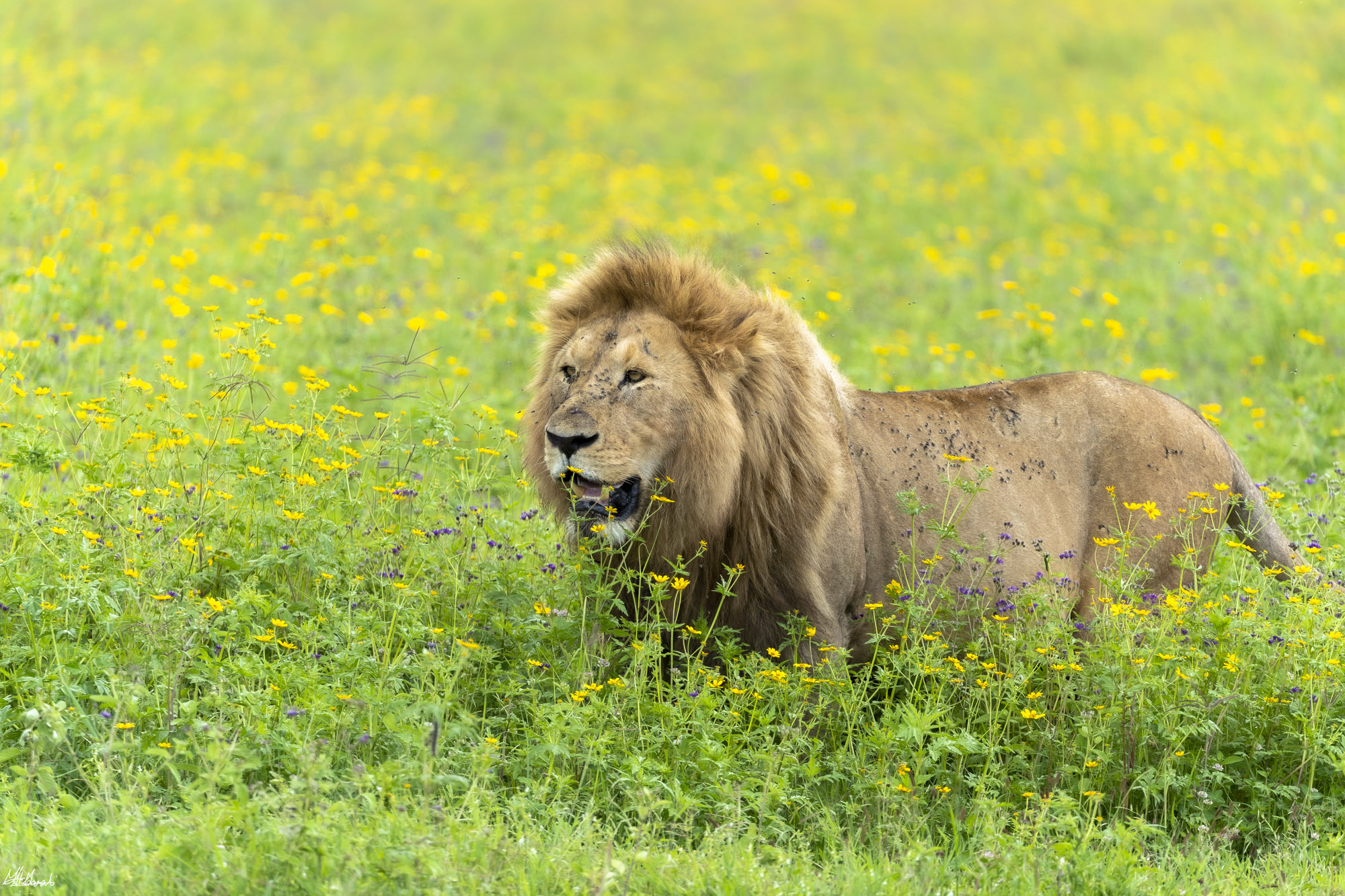 East African Safari Packing List