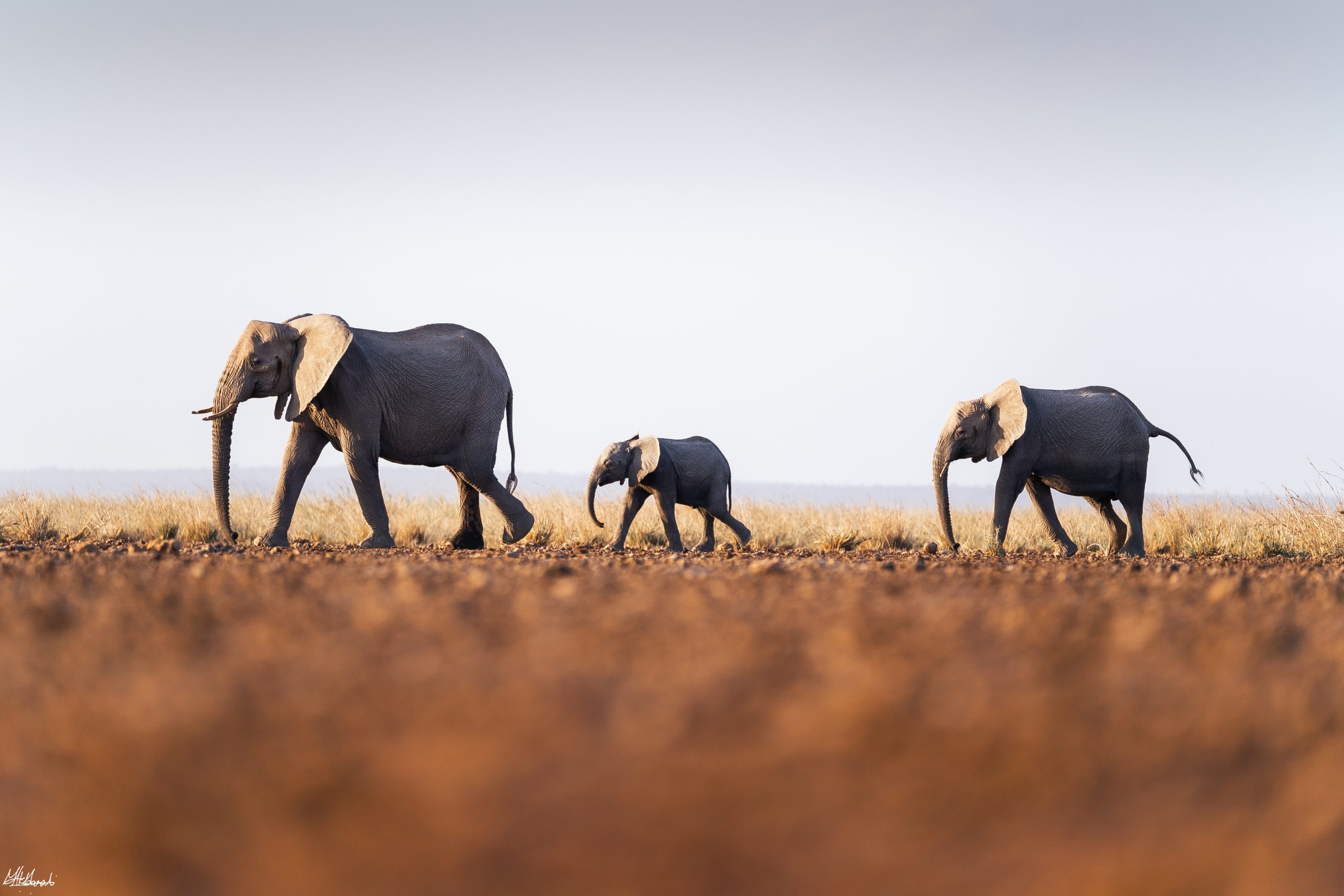 Safari for retirees