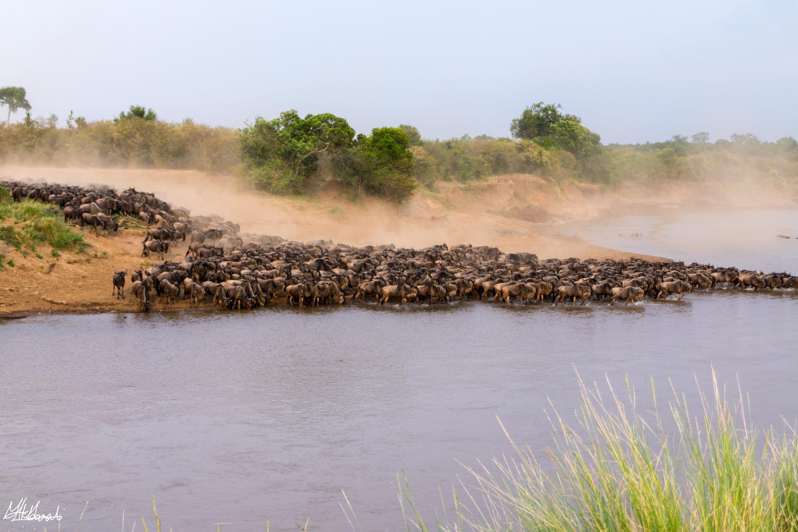 Serengeti migration season
