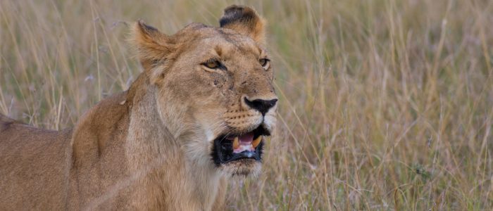Tanzania safari budget vs luxury