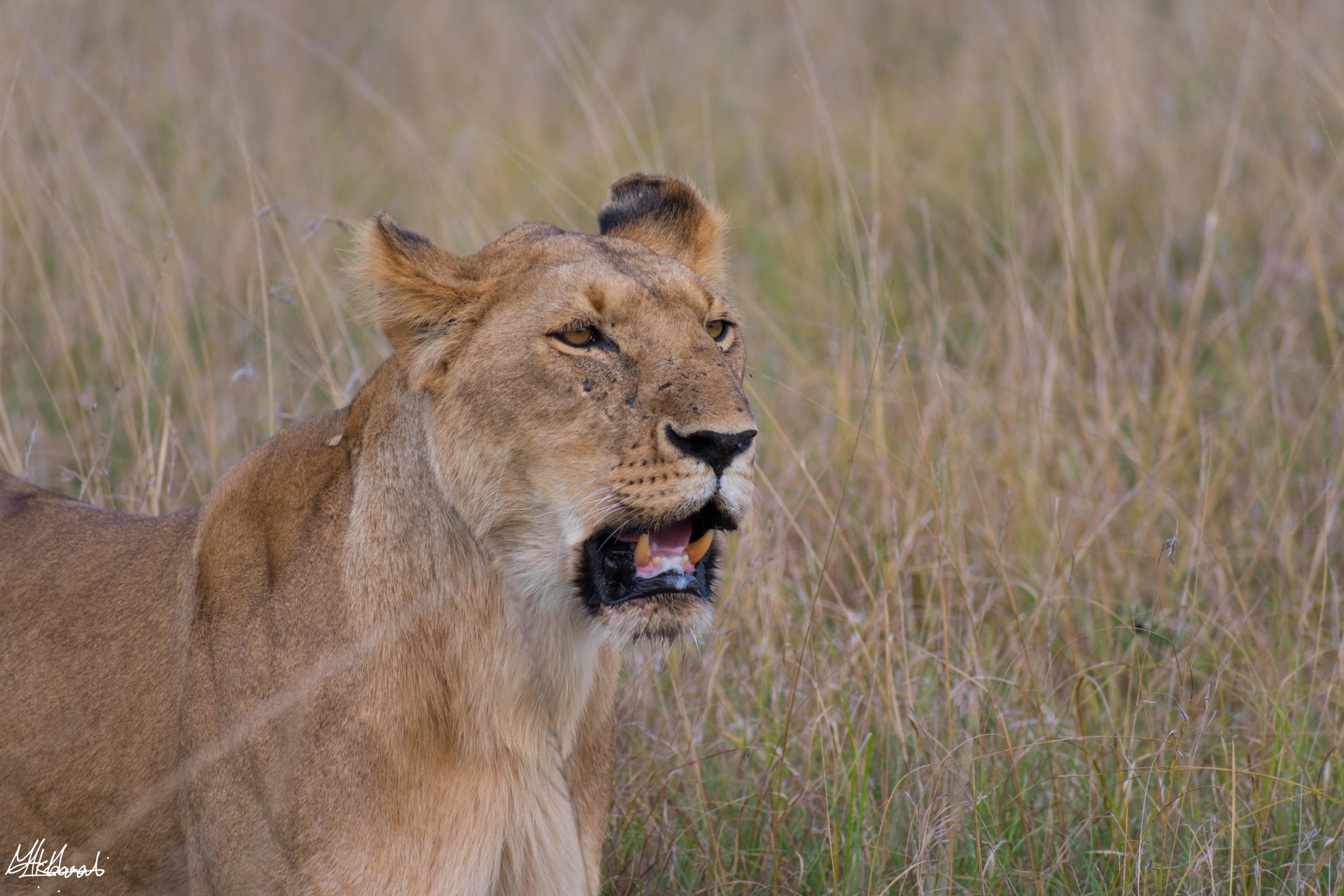 Tanzania safari budget vs luxury