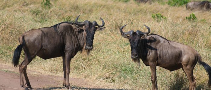 Serengeti calving season