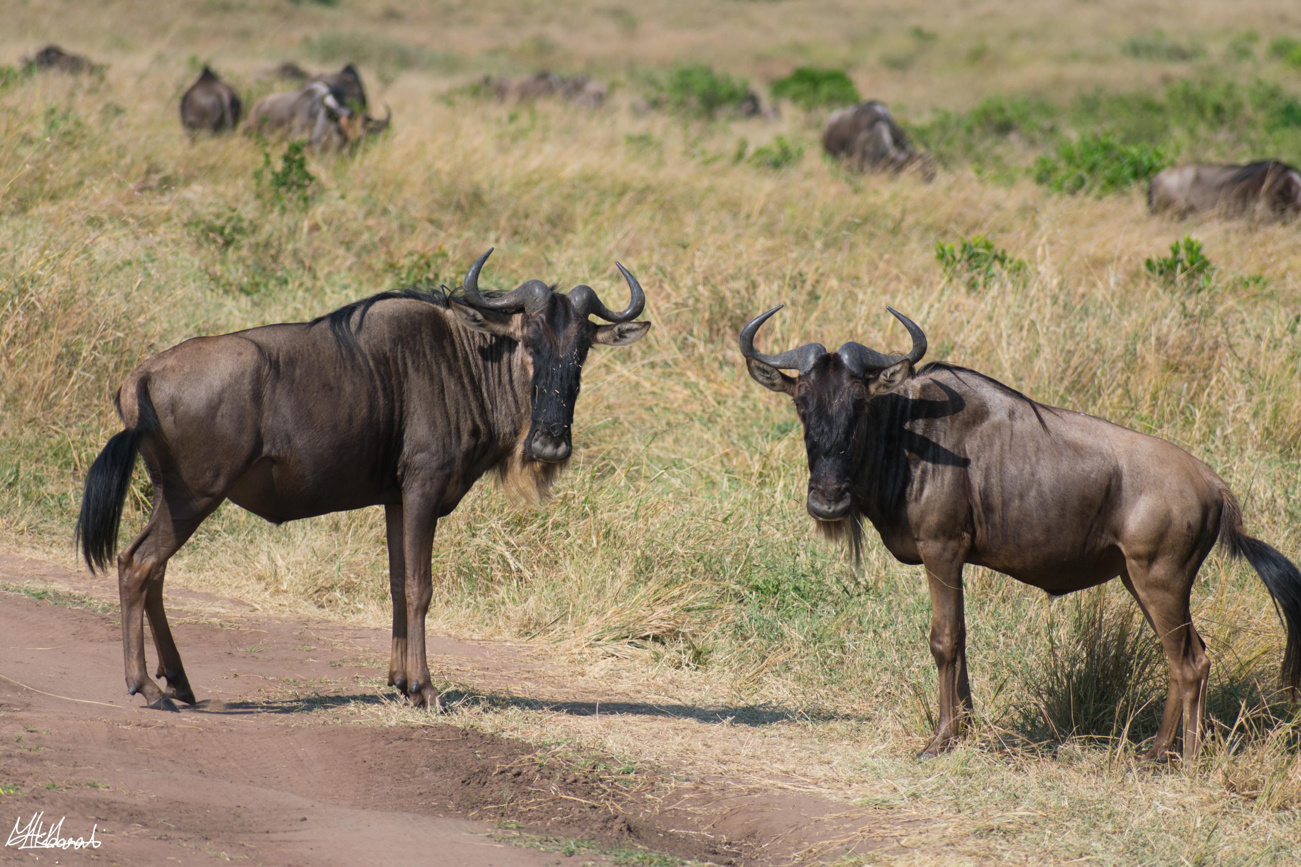 Serengeti calving season