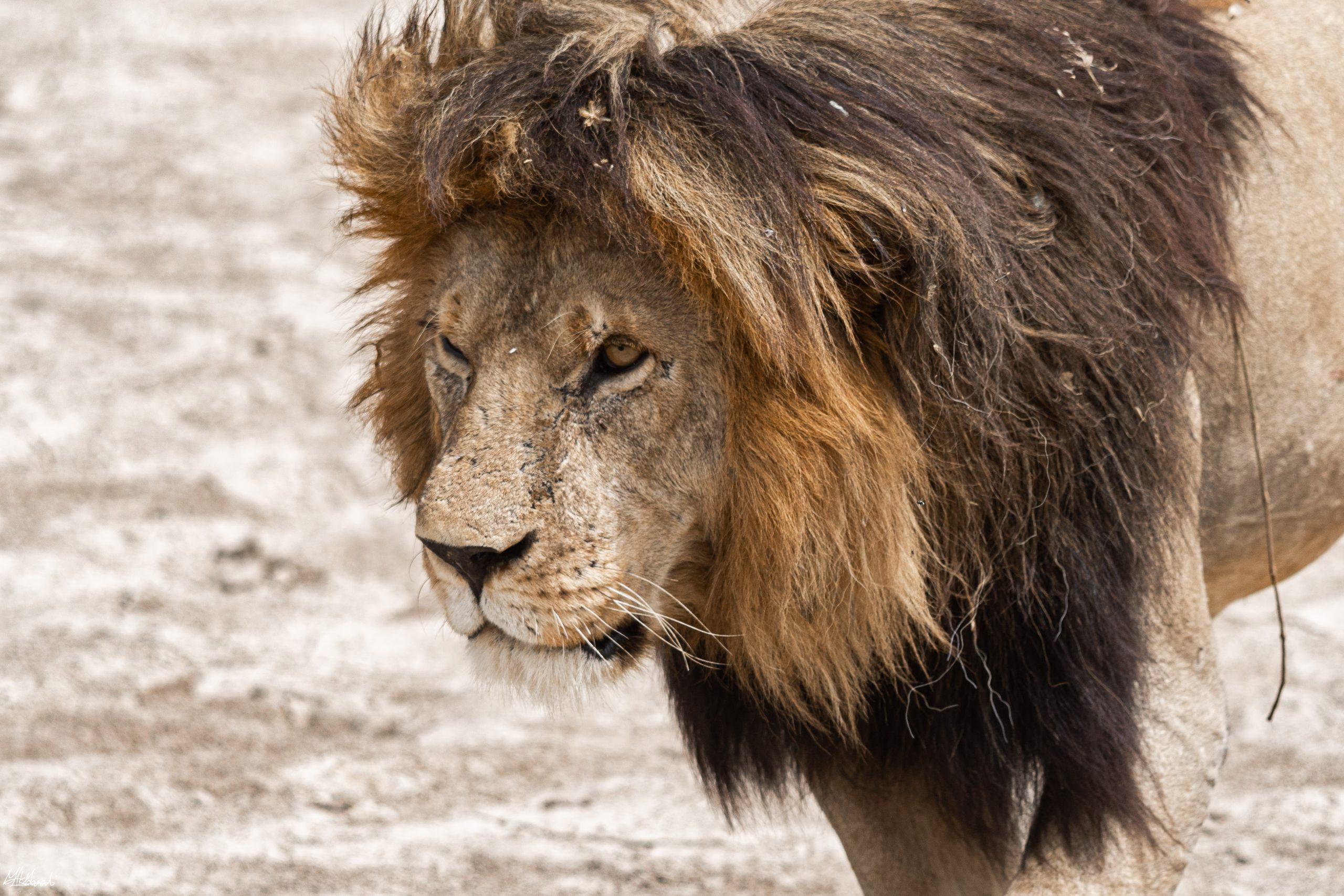 Luxury African Safari Cost