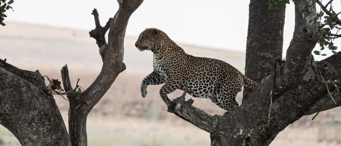 eco friendly Tanzania safari