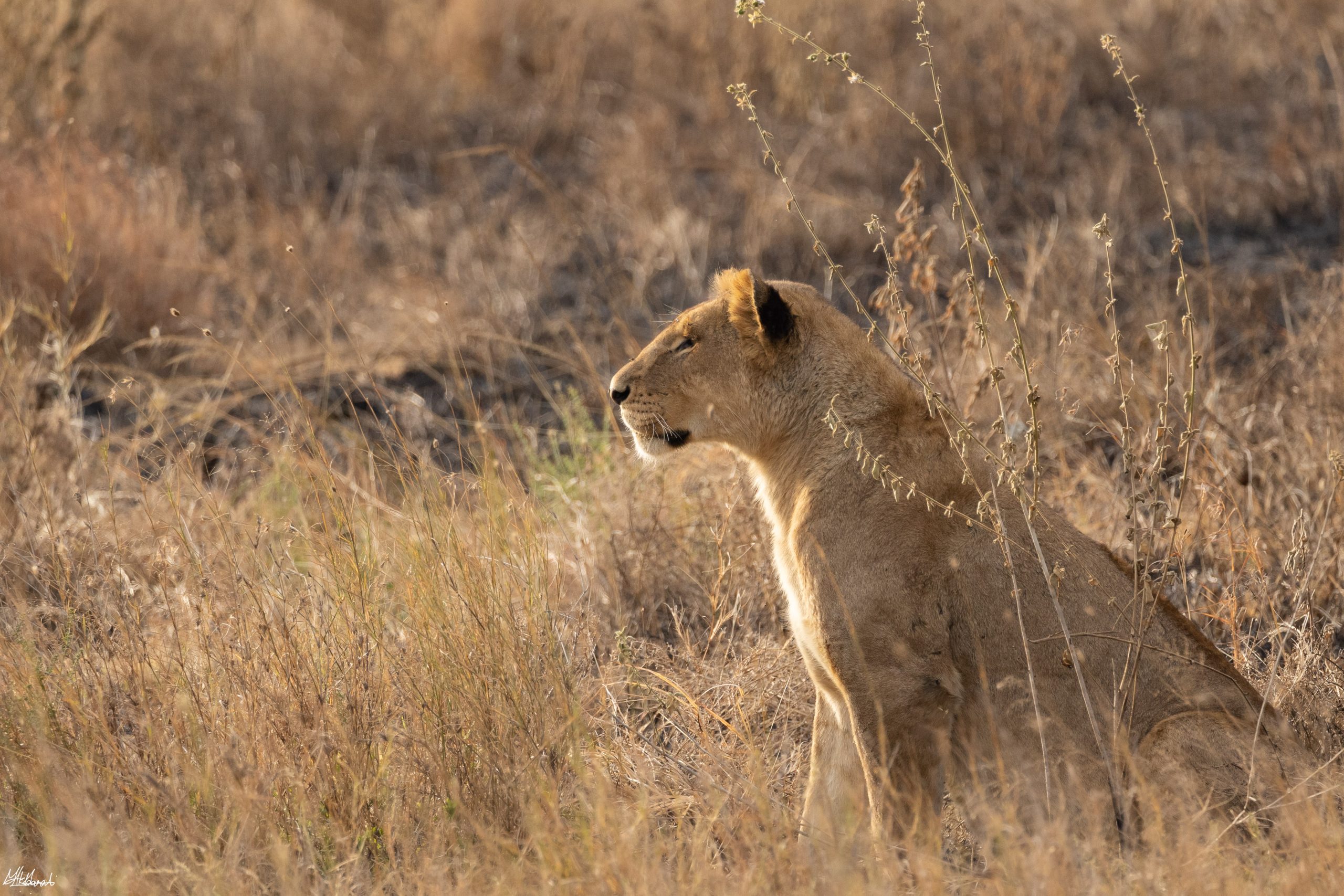 Serengeti National Park