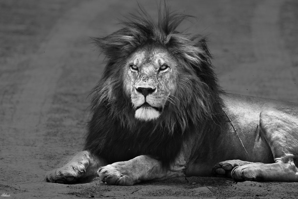 Photographic Safari Tanzania Guide | Luxury Tanzania Safari Holiday 2026