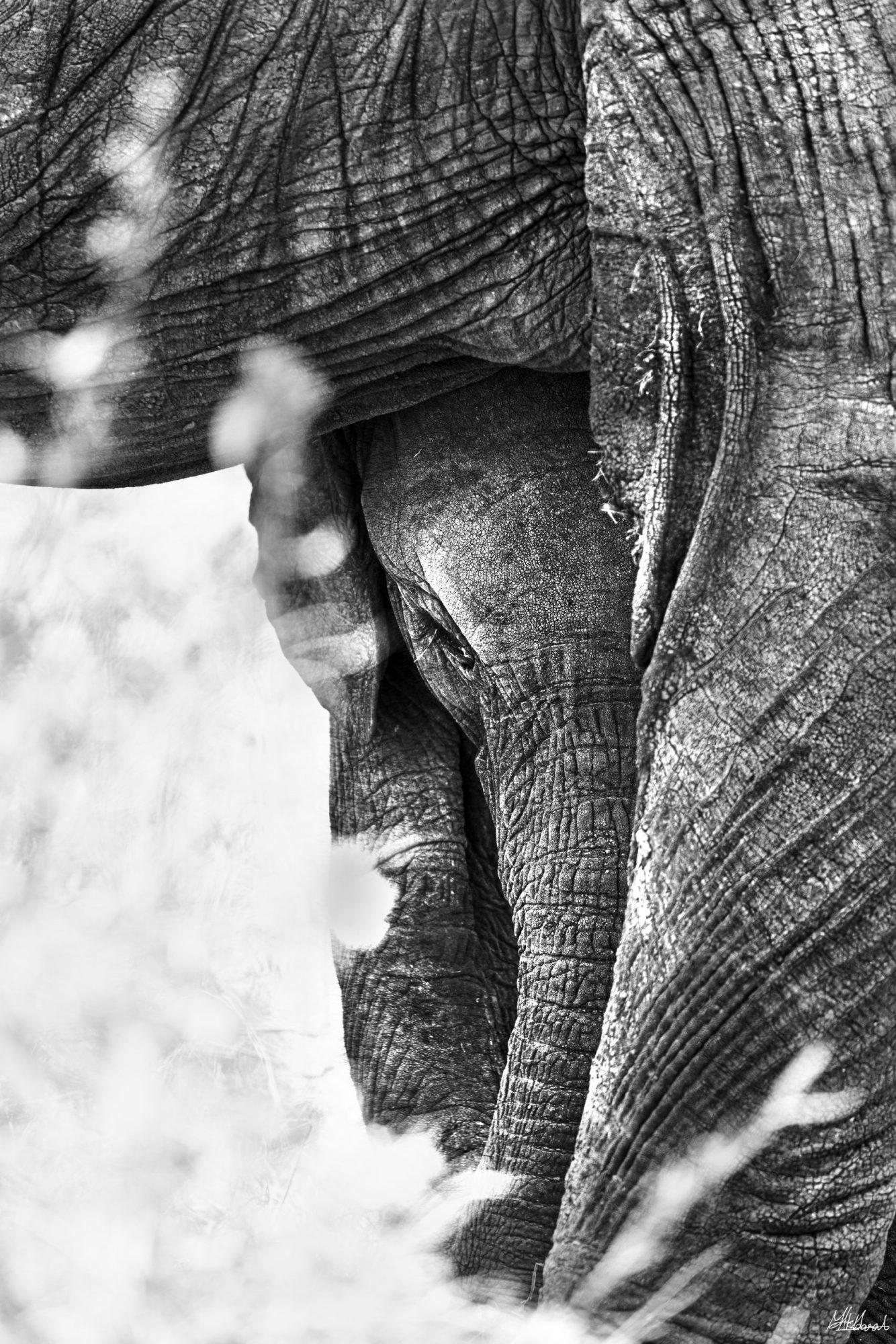 Tanzania Photography Safari