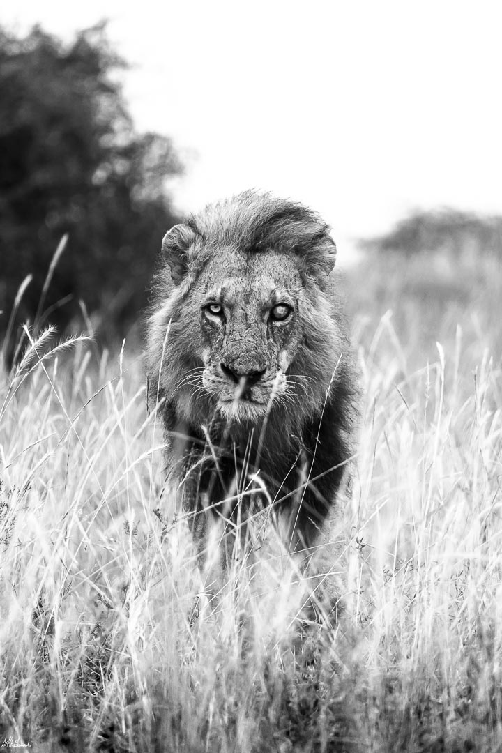Tanzania safari Zanzibar