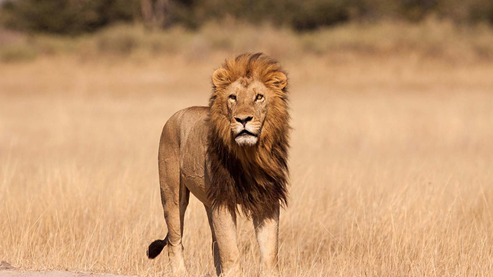 Tanzania tourist visa for US citizens