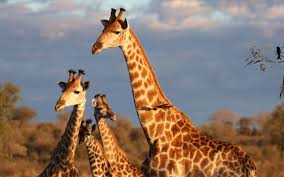 Tanzania safari budget vs luxury