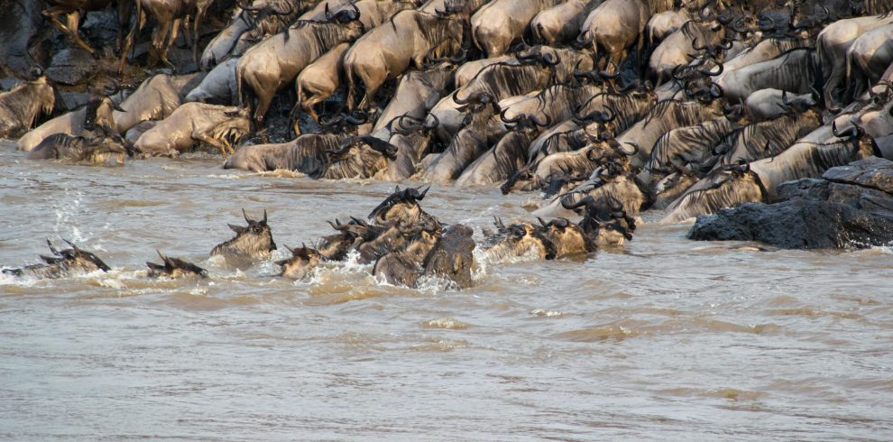Masai Mara River Crossing