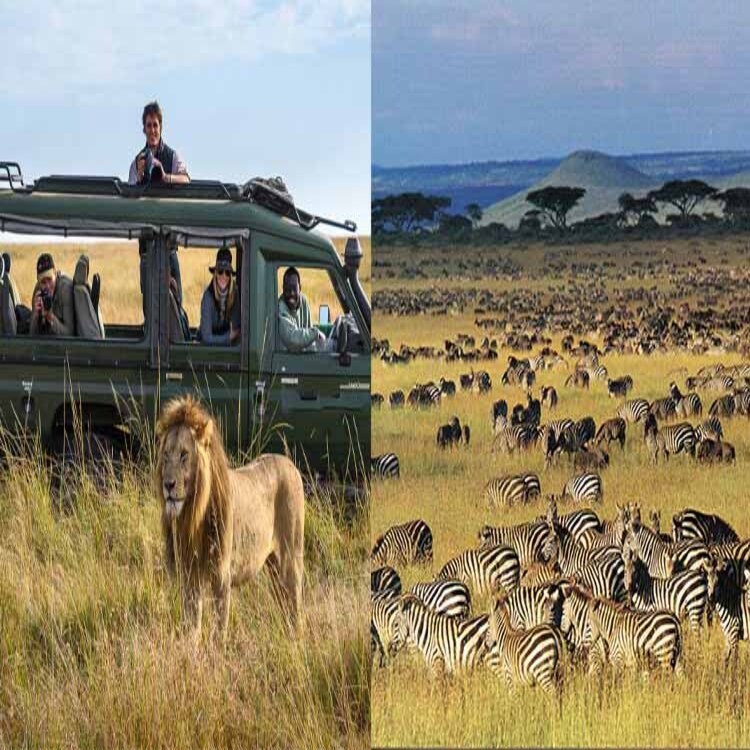 Tanzania vs Kenya safaris