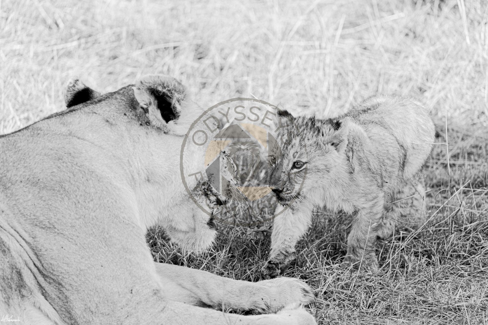 Tanzania safari booking guide USA