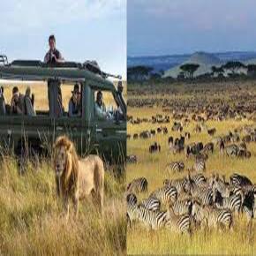 Tanzania safari vs South Africa