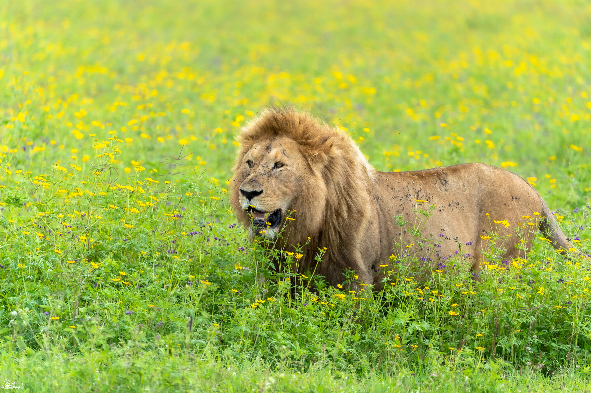 Safaris