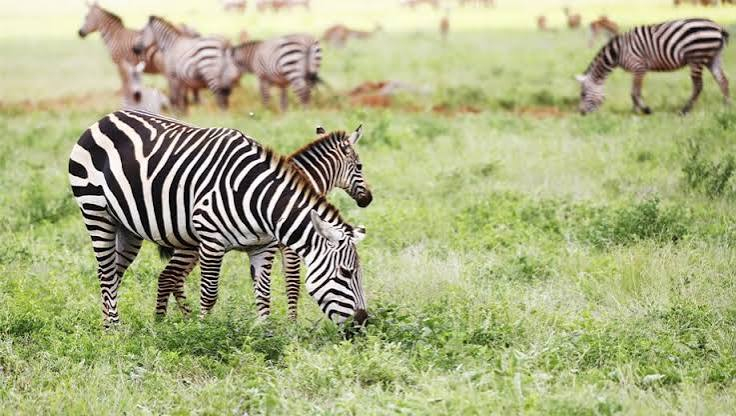 Safaris