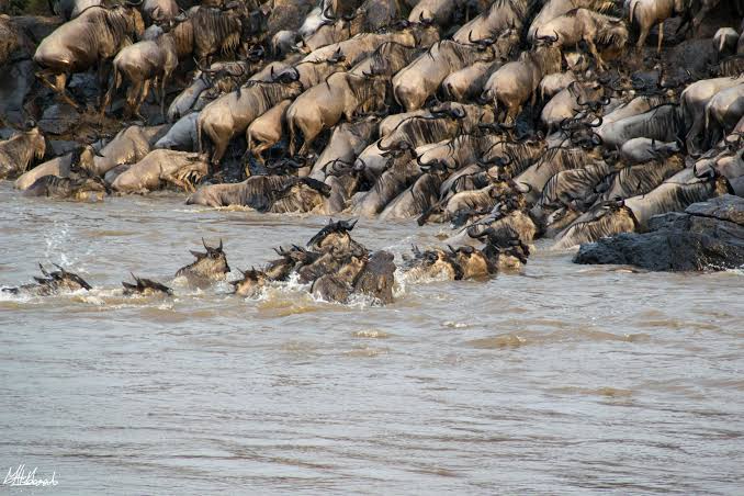 wildebeest