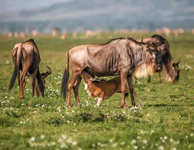 wildebeest
