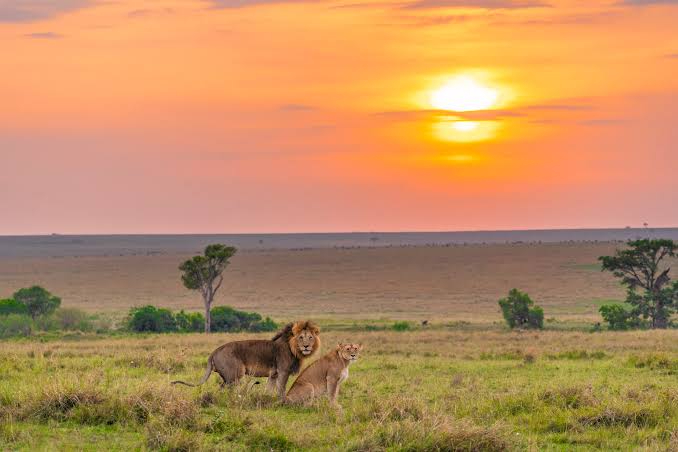Safaris