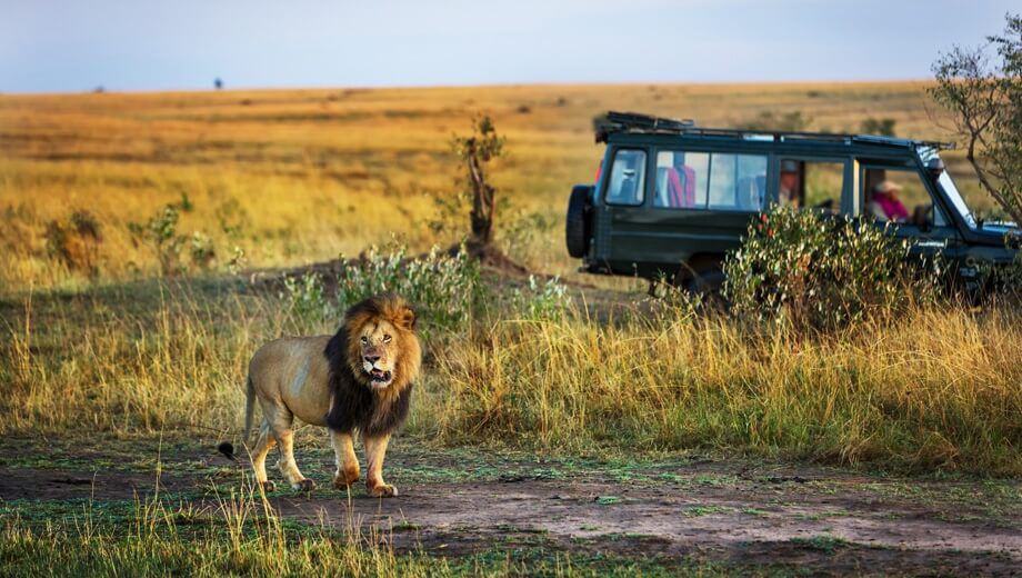 safaris